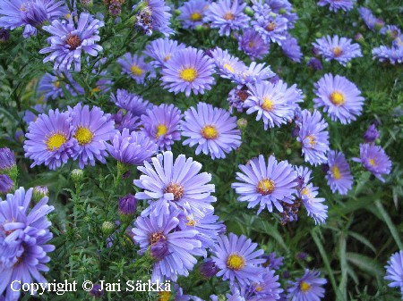 Aster Dumosus-ryhm&auml; 'Seija'